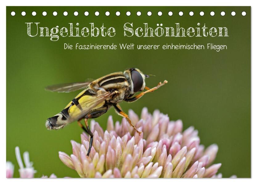 Ungeliebte Schönheiten - die faszinierende Welt unserer heimischen Fliegen (Tischkalender 2026 DIN A5 quer) CALVENDO Monatskalender
