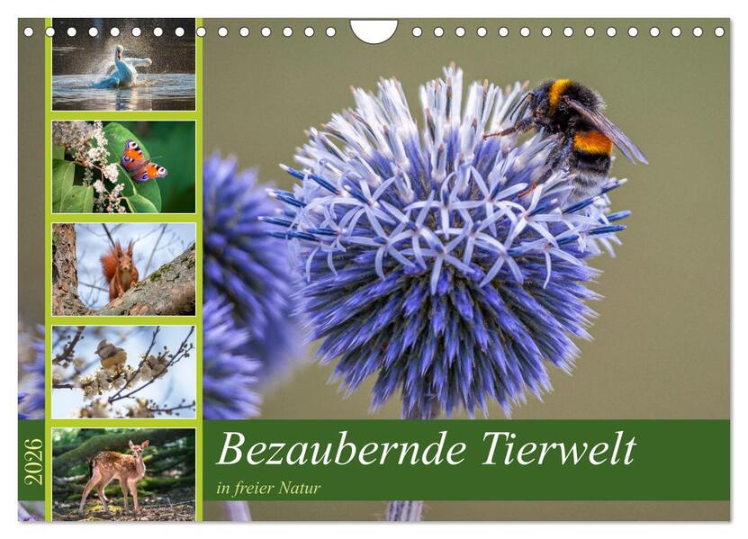 Bezaubernde Tierwelt in freier Natur (Wandkalender 2026 DIN A4 quer) CALVENDO Monatskalender