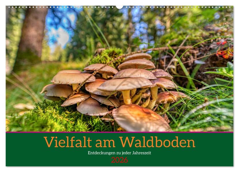 Vielfalt am Waldboden (Wandkalender 2026 DIN A2 quer) CALVENDO Monatskalender