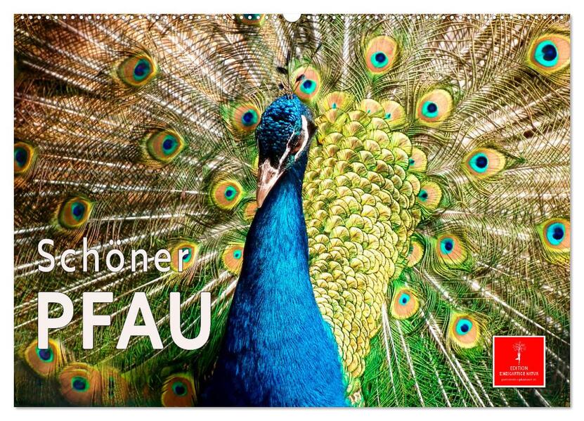 Schöner Pfau (Wandkalender 2026 DIN A2 quer) CALVENDO Monatskalender