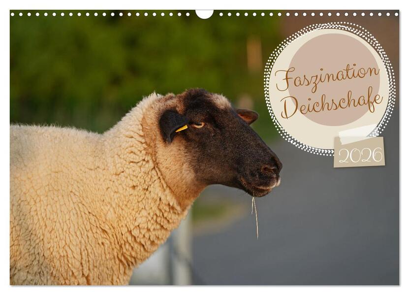 Faszination Deichschafe (Wandkalender 2026 DIN A3 quer) CALVENDO Monatskalender
