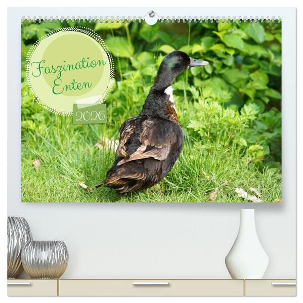 Faszination Enten (hochwertiger Premium Wandkalender 2026 DIN A2 quer) Kunstdruck in Hochglanz