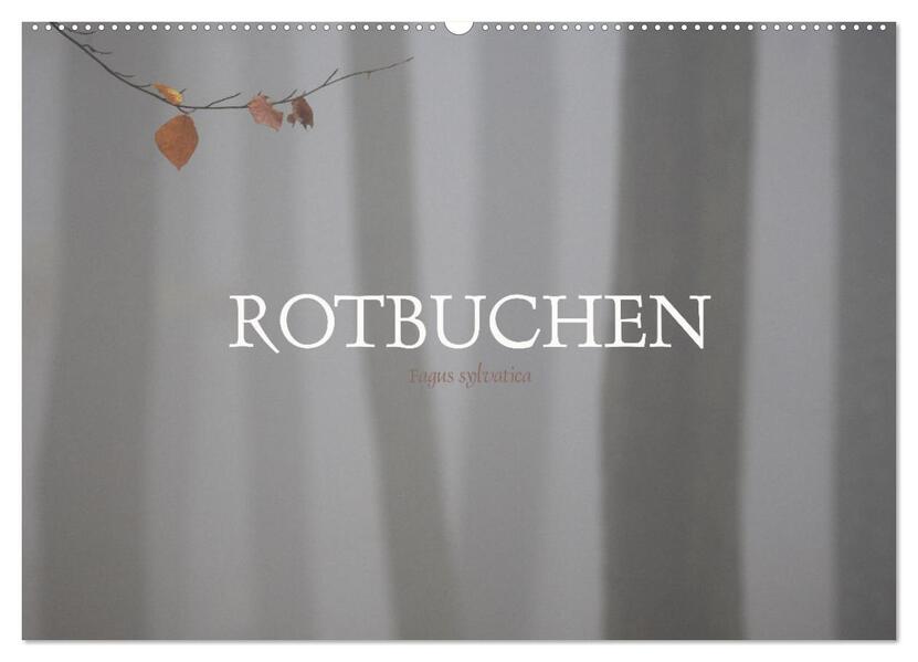 Rotbuchen (Wandkalender 2026 DIN A2 quer) CALVENDO Monatskalender