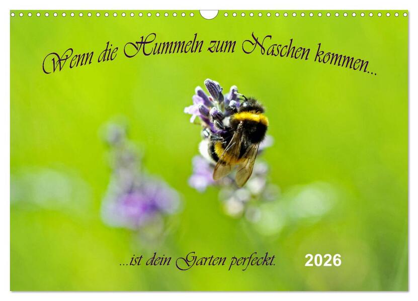 Wenn die Hummeln zum naschen kommen ist dein Garten perfekt (Wandkalender 2026 DIN A3 quer) CALVENDO Monatskalender