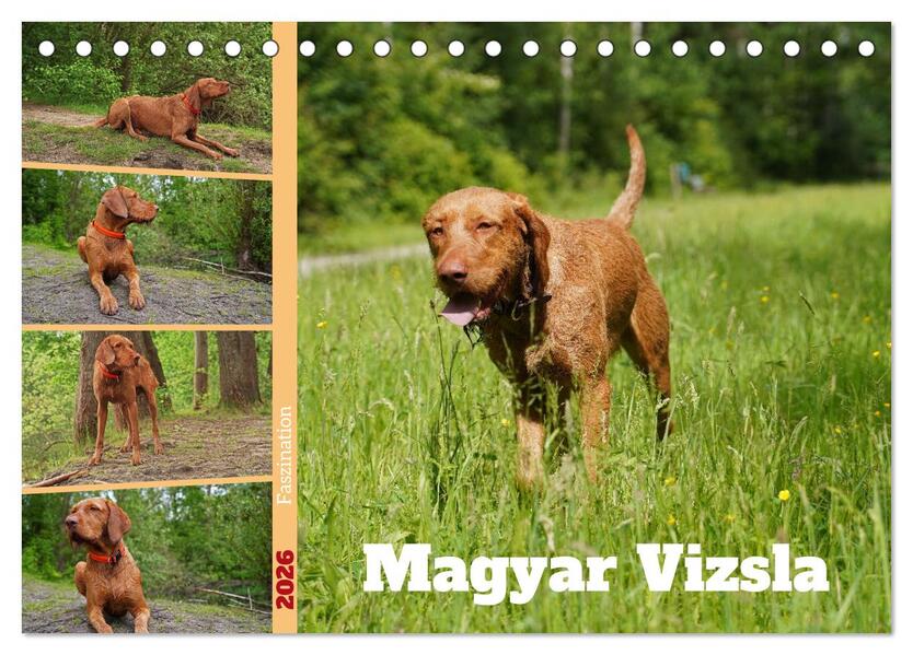 Faszination Magyar Vizsla (Tischkalender 2026 DIN A5 quer) CALVENDO Monatskalender