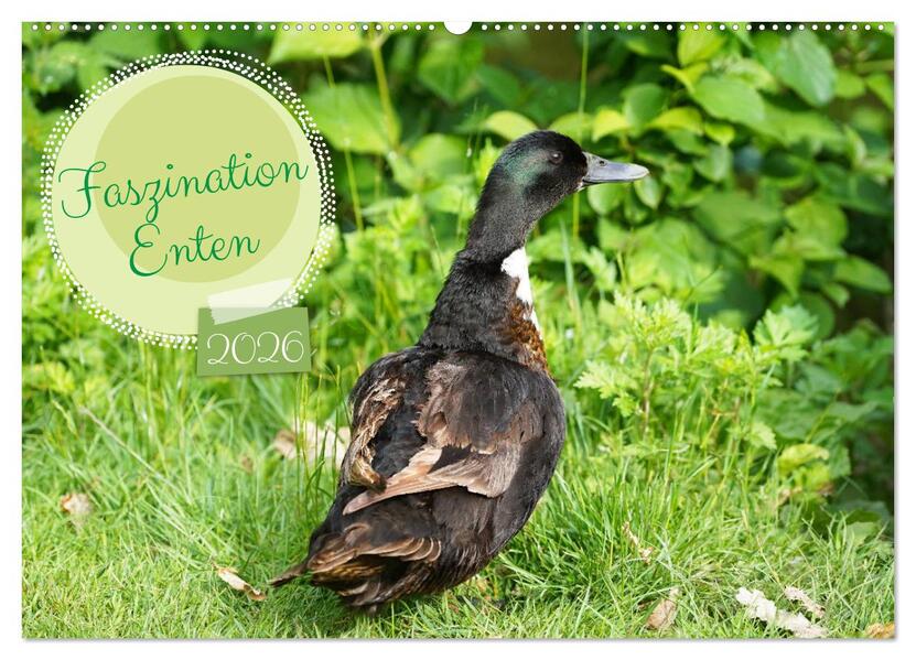 Faszination Enten (Wandkalender 2026 DIN A2 quer) CALVENDO Monatskalender