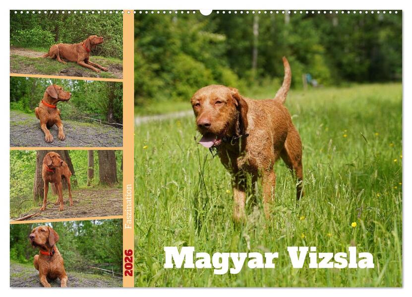Faszination Magyar Vizsla (Wandkalender 2026 DIN A2 quer) CALVENDO Monatskalender
