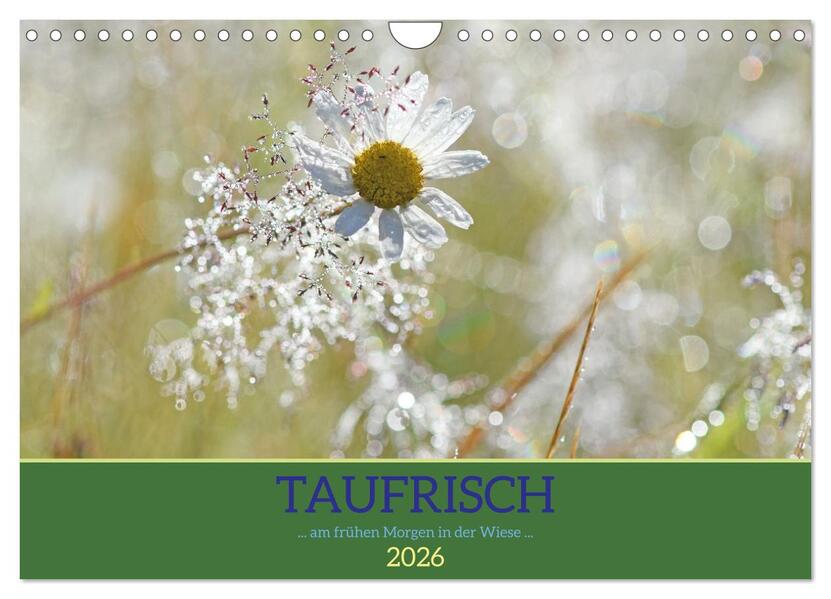 Taufrisch ... am frühen Morgen in der Wiese (Wandkalender 2026 DIN A4 quer) CALVENDO Monatskalender