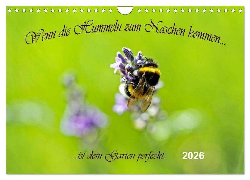 Wenn die Hummeln zum naschen kommen ist dein Garten perfekt (Wandkalender 2026 DIN A4 quer) CALVENDO Monatskalender