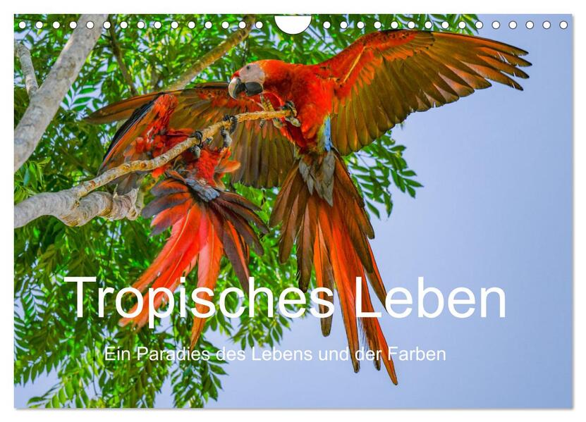 Tropisches Leben Ein Paradies des Lebens und der Farben (Wandkalender 2026 DIN A4 quer) CALVENDO Monatskalender