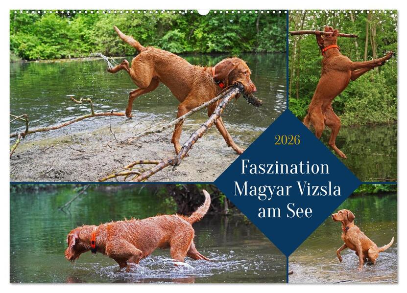 Faszination Magyar Vizsla am See (Wandkalender 2026 DIN A2 quer) CALVENDO Monatskalender