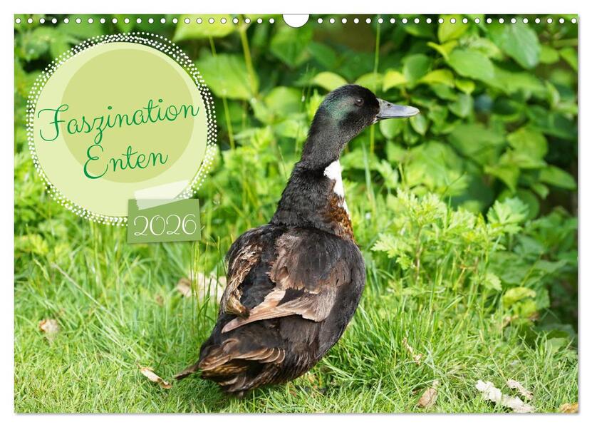 Faszination Enten (Wandkalender 2026 DIN A3 quer) CALVENDO Monatskalender
