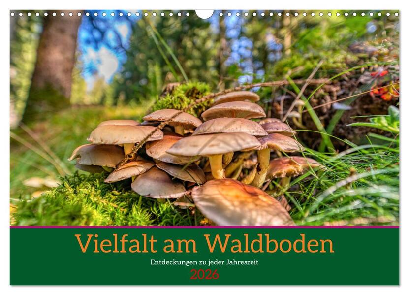 Vielfalt am Waldboden (Wandkalender 2026 DIN A3 quer) CALVENDO Monatskalender