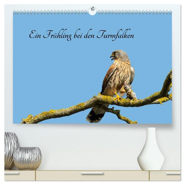 Ein Frühjahr bei den Turmfalken (hochwertiger Premium Wandkalender 2026 DIN A2 quer) Kunstdruck in Hochglanz