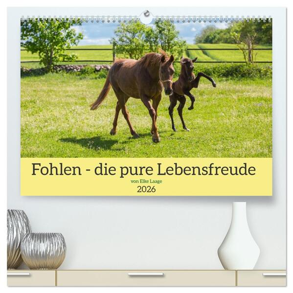 Fohlen - die pure Lebensfreude (hochwertiger Premium Wandkalender 2026 DIN A2 quer) Kunstdruck in Hochglanz