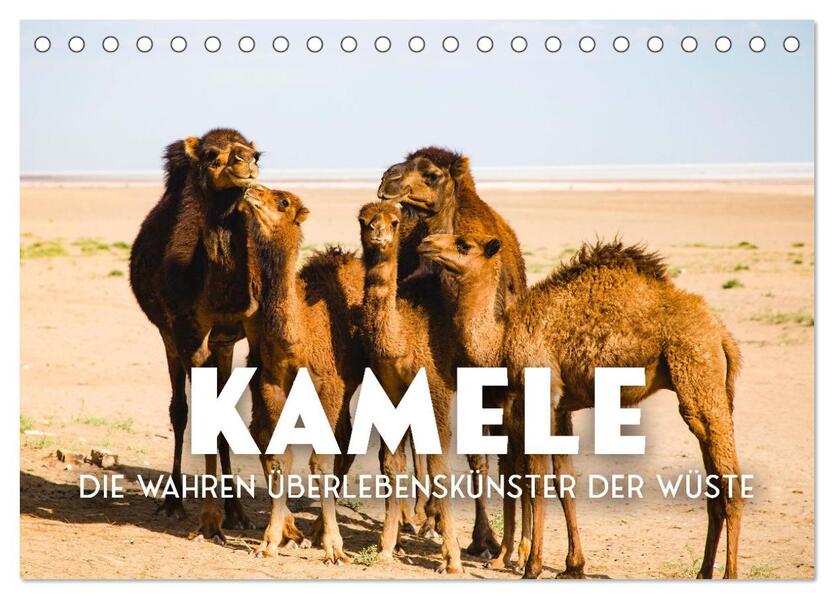 Kamele - die wahren Überlebenskünstler der Wüste. (Tischkalender 2026 DIN A5 quer) CALVENDO Monatskalender