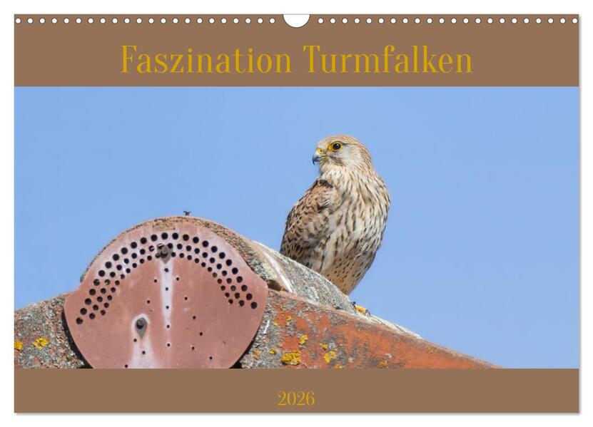 Faszination Turmfalken (Wandkalender 2026 DIN A3 quer) CALVENDO Monatskalender