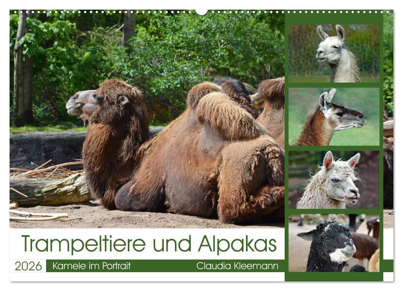 Trampeltiere und Alpakas (Wandkalender 2026 DIN A2 quer) CALVENDO Monatskalender