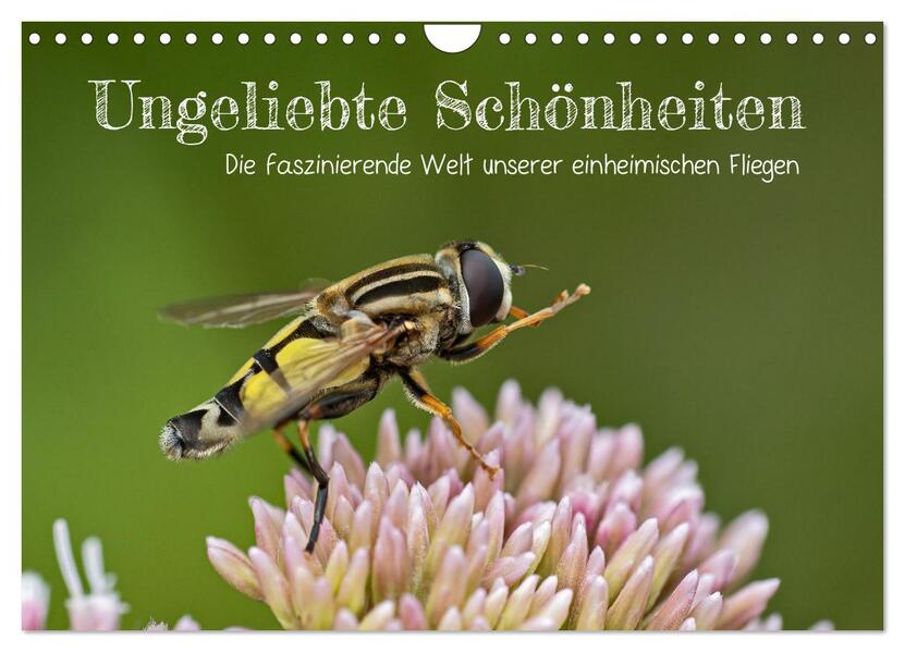 Ungeliebte Schönheiten - die faszinierende Welt unserer heimischen Fliegen (Wandkalender 2026 DIN A4 quer) CALVENDO Monatskalender