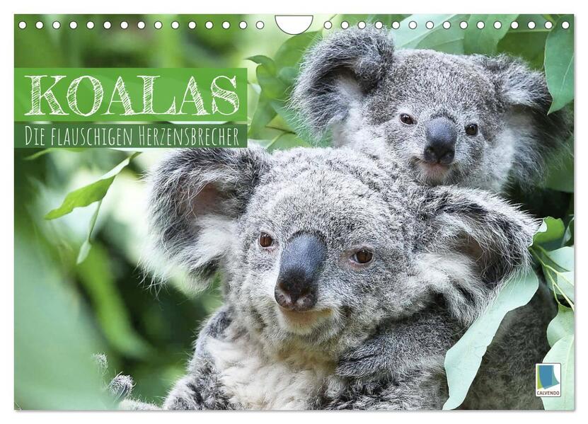 Koalas: die flauschigen Herzensbrecher (Wandkalender 2026 DIN A4 quer) CALVENDO Monatskalender