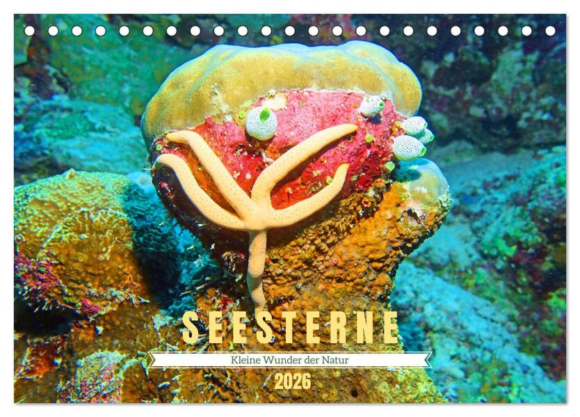 Seesterne - Kleine Wunder der Natur (Tischkalender 2026 DIN A5 quer) CALVENDO Monatskalender