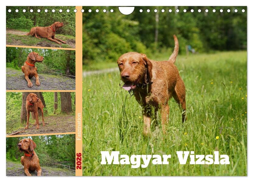 Faszination Magyar Vizsla (Wandkalender 2026 DIN A4 quer) CALVENDO Monatskalender