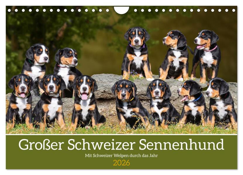 Großer Schweizer Sennenhund - Mit Schweizer Welpen durch das Jahr (Wandkalender 2026 DIN A4 quer) CALVENDO Monatskalender