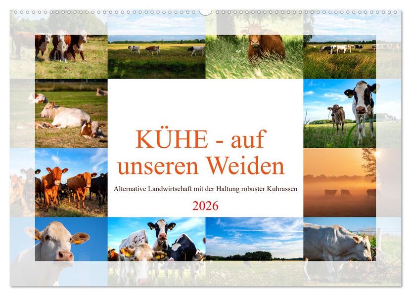 Kühe - auf unseren Weiden (Wandkalender 2026 DIN A2 quer) CALVENDO Monatskalender