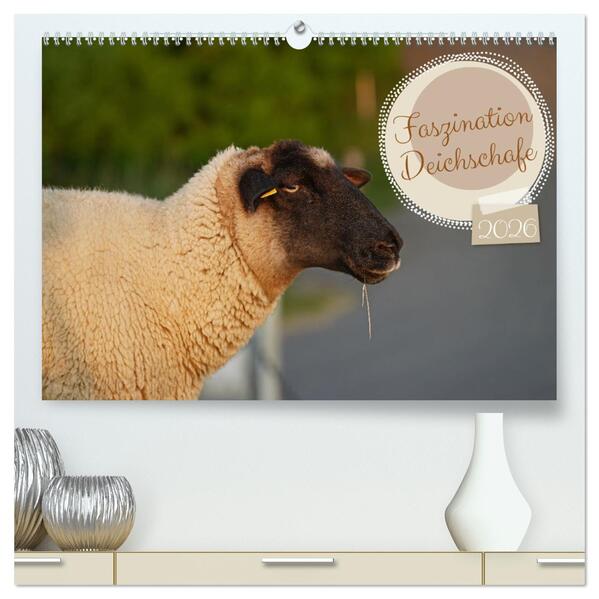 Faszination Deichschafe (hochwertiger Premium Wandkalender 2026 DIN A2 quer) Kunstdruck in Hochglanz