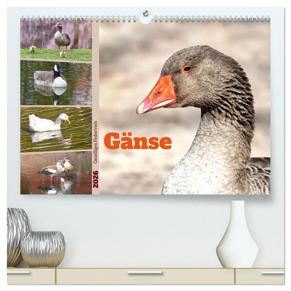 Gänse geselliges Federvieh (hochwertiger Premium Wandkalender 2026 DIN A2 quer) Kunstdruck in Hochglanz