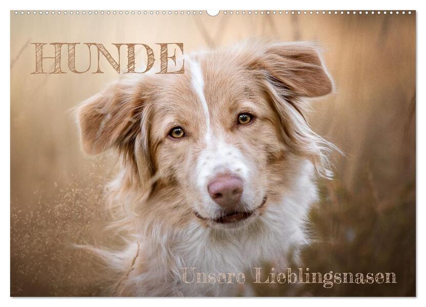 Hunde - Unsere Lieblingsnasen (Wandkalender 2026 DIN A2 quer) CALVENDO Monatskalender