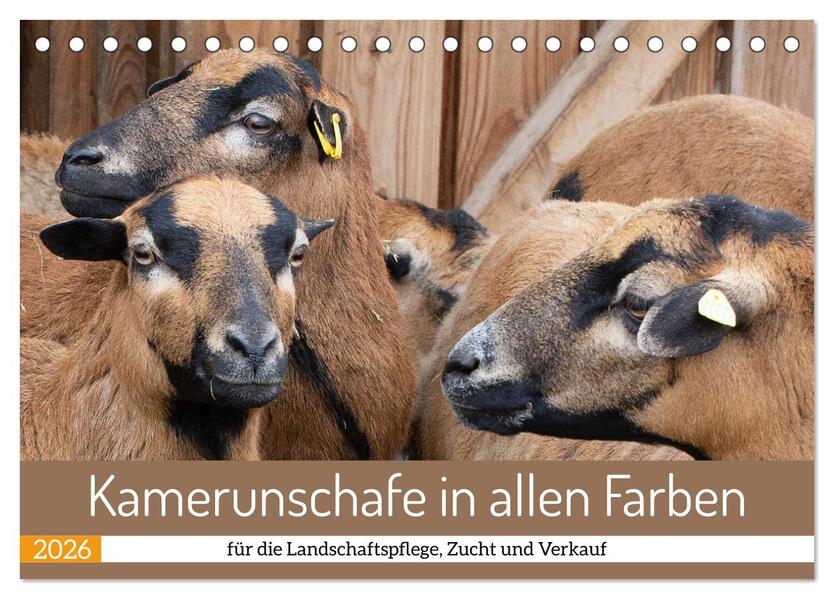 Kamerunschafe in allen Farben (Tischkalender 2026 DIN A5 quer) CALVENDO Monatskalender