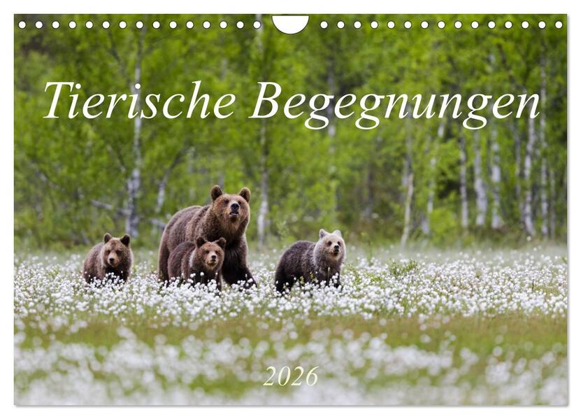 Tierische Begegnungen (Wandkalender 2026 DIN A4 quer) CALVENDO Monatskalender