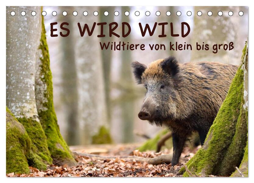 ES WIRD WILD Wildtiere von klein bis groß (Tischkalender 2026 DIN A5 quer) CALVENDO Monatskalender