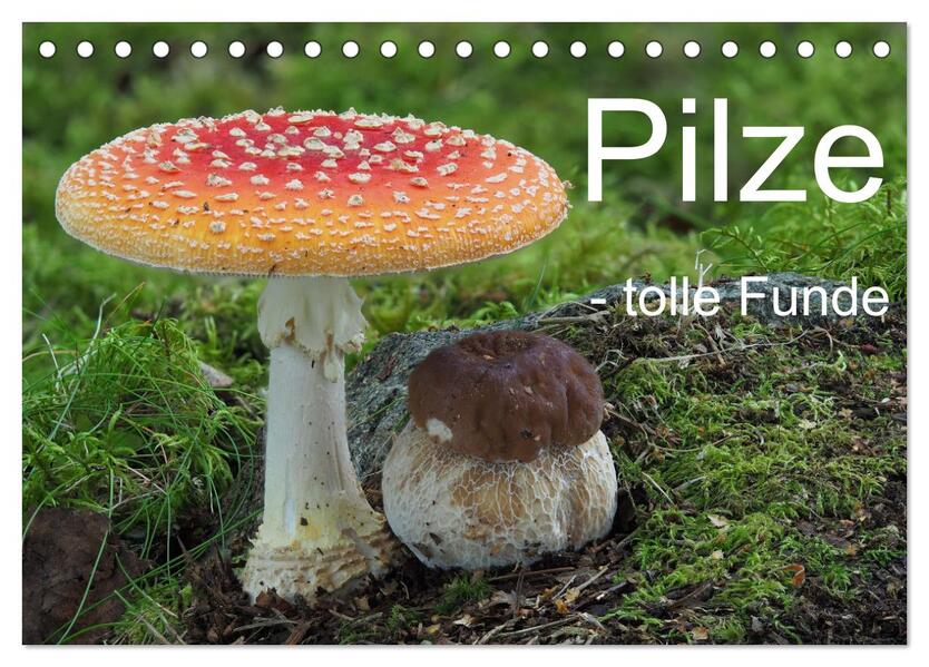 Pilze - tolle Funde (Tischkalender 2026 DIN A5 quer) CALVENDO Monatskalender