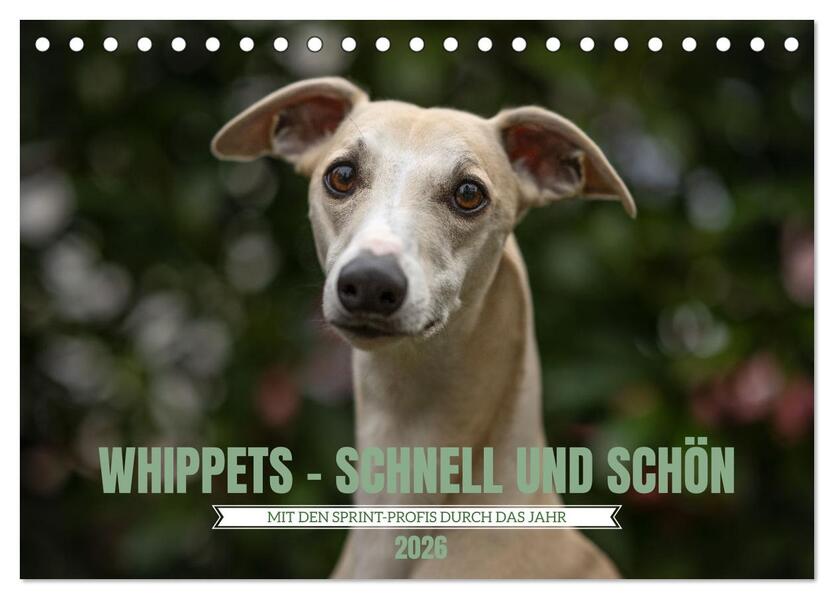 WHIPPETS - SCHNELL UND SCHÖN (Tischkalender 2026 DIN A5 quer) CALVENDO Monatskalender