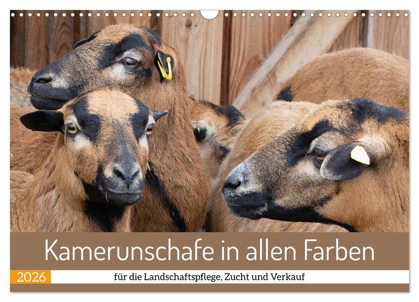 Kamerunschafe in allen Farben (Wandkalender 2026 DIN A3 quer) CALVENDO Monatskalender