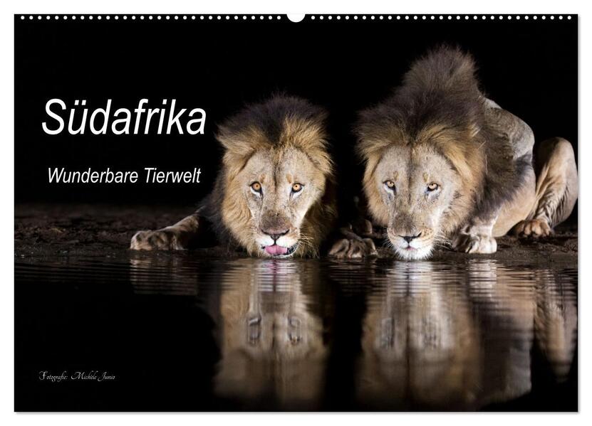 Südafrika wunderbare Tierwelt (Wandkalender 2026 DIN A2 quer) CALVENDO Monatskalender