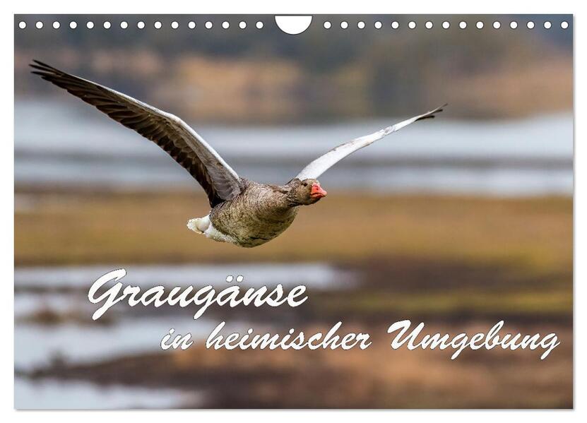 Graugänse in heimischer Umgebung (Wandkalender 2026 DIN A4 quer) CALVENDO Monatskalender