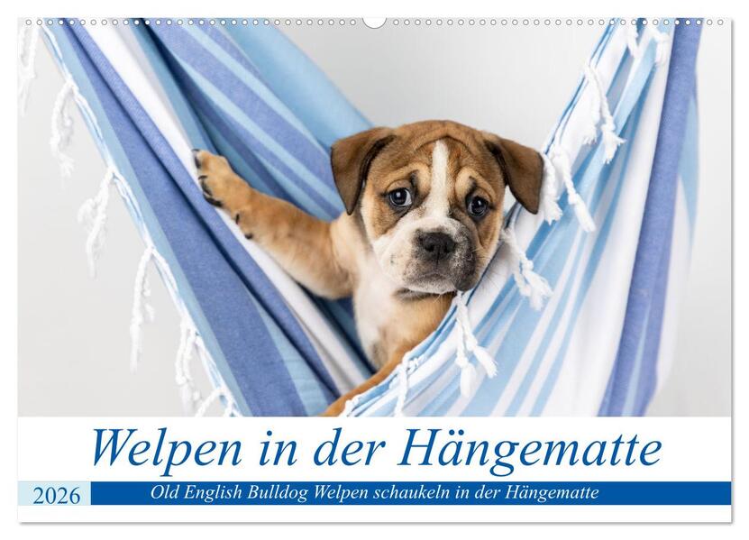 Welpen in der Hängematte (Wandkalender 2026 DIN A2 quer) CALVENDO Monatskalender