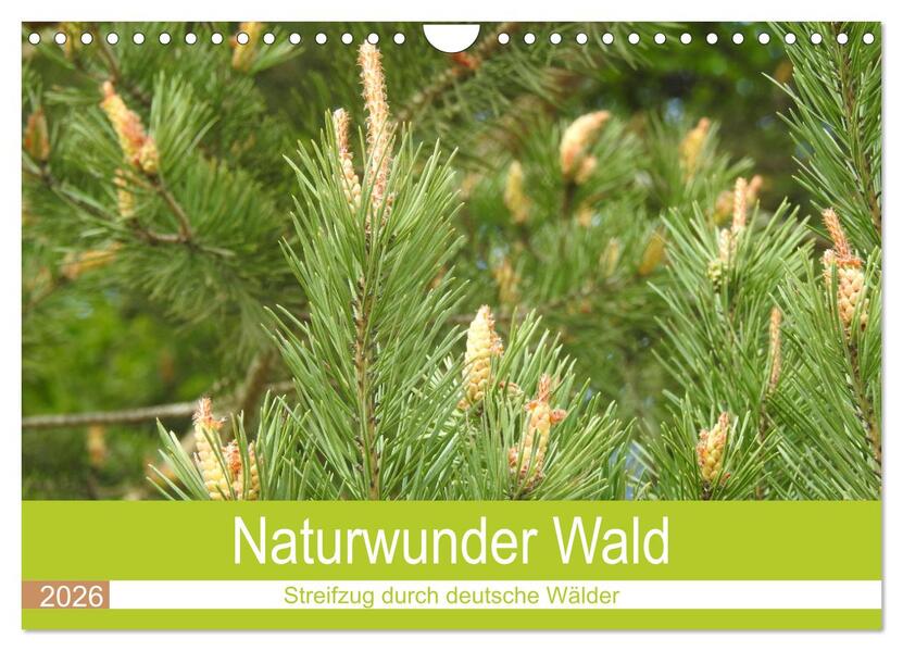 Naturwunder Wald (Wandkalender 2026 DIN A4 quer) CALVENDO Monatskalender