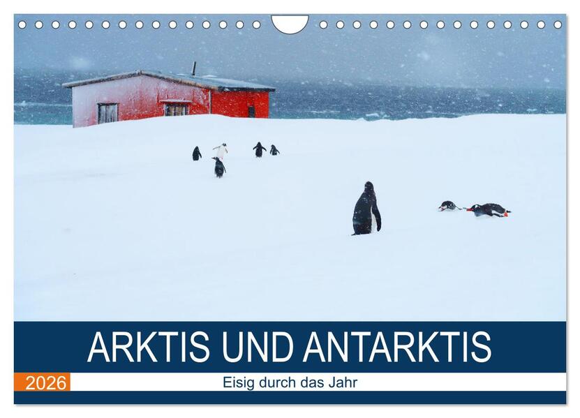 Arktis und Antarktis - Eisig durch das Jahr (Wandkalender 2026 DIN A4 quer) CALVENDO Monatskalender