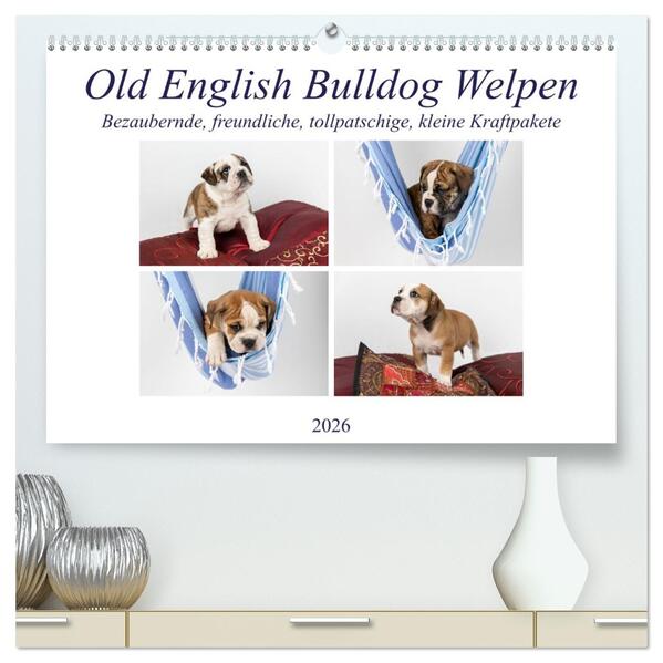 Old English Bulldog Welpen (hochwertiger Premium Wandkalender 2026 DIN A2 quer) Kunstdruck in Hochglanz
