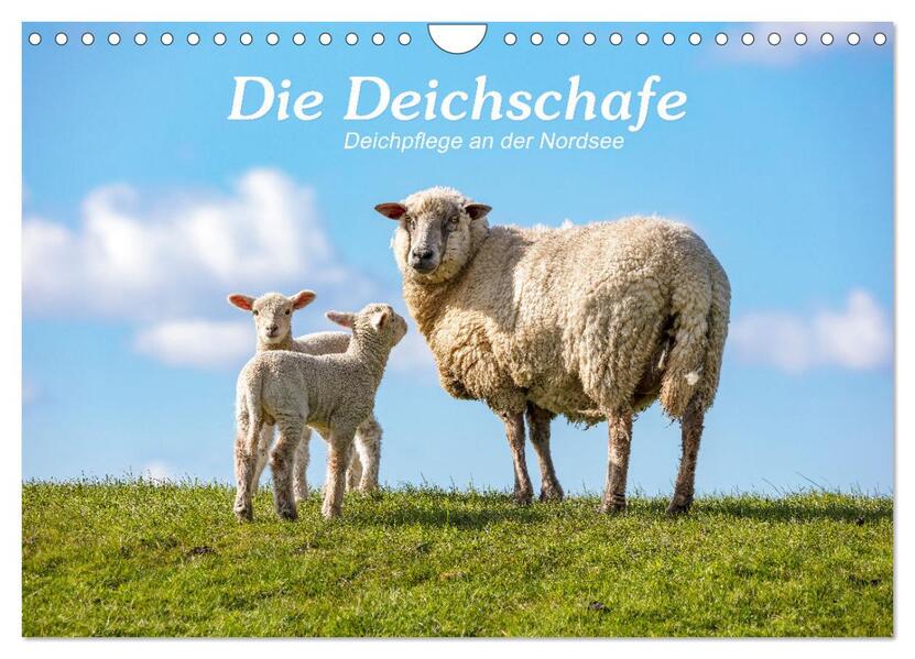 Die Deichschafe. Deichpflege an der Nordsee (Wandkalender 2026 DIN A4 quer) CALVENDO Monatskalender