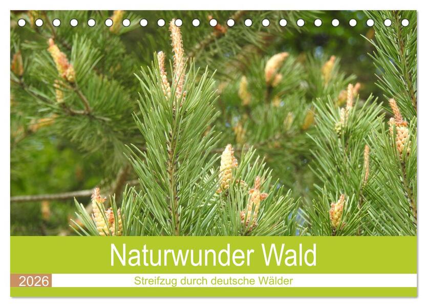 Naturwunder Wald (Tischkalender 2026 DIN A5 quer) CALVENDO Monatskalender