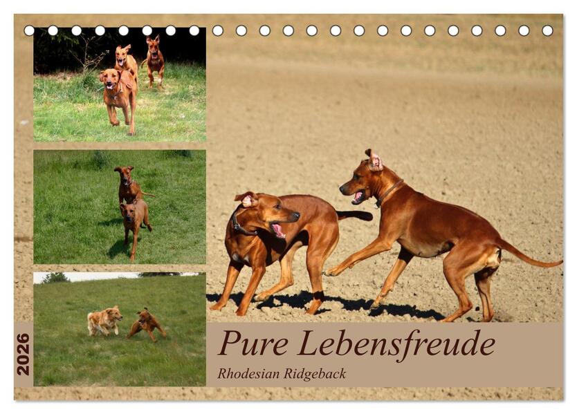 Rhodesian Ridgeback Pure Lebensfreude (Tischkalender 2026 DIN A5 quer) CALVENDO Monatskalender