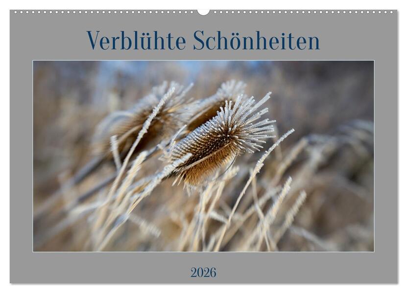 Verblühte Schönheiten (Wandkalender 2026 DIN A2 quer) CALVENDO Monatskalender