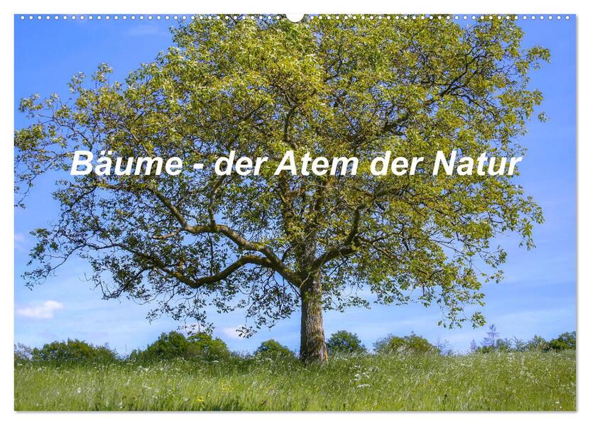 Bäume der Atem der Natur (Wandkalender 2026 DIN A2 quer) CALVENDO Monatskalender