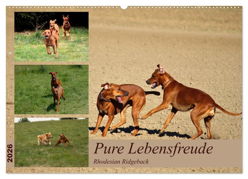 Rhodesian Ridgeback Pure Lebensfreude (Wandkalender 2026 DIN A2 quer) CALVENDO Monatskalender