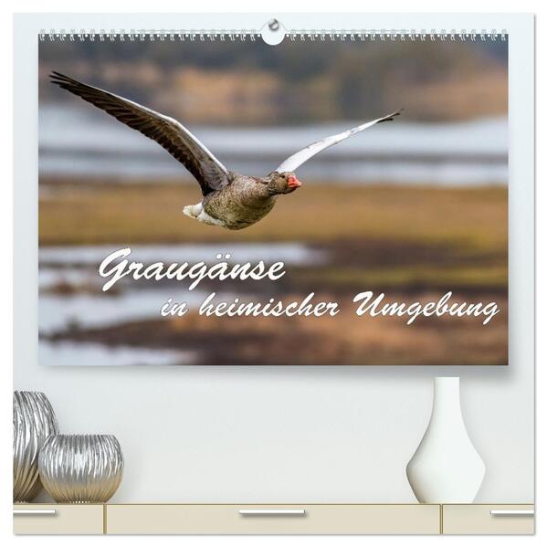Graugänse in heimischer Umgebung (hochwertiger Premium Wandkalender 2026 DIN A2 quer) Kunstdruck in Hochglanz